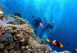 Lặn biển ngắm san hô trong vịnh Nha Trang