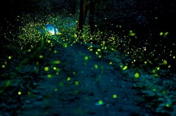 Đến Thượng Hải tham quan công viên đom đóm