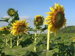 Những điều cần lưu ý khi đi thương thức hoa hướng dương ở Nghệ An