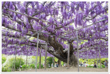 Du lịch Nhật Bản, TOUR NHẬT 5N4Đ – LỄ 30/04 LÃNG MẠN SẮC TÍM TỬ ĐẰNG