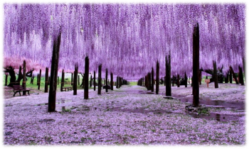 Du lịch Nhật Bản, TOUR NHẬT 6 NGÀY 5 ĐÊM CUNG ĐƯỜNG VÀNG – LỄ 30/4