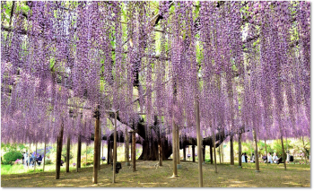 Du lịch Nhật Bản, TOUR NHẬT 7 NGÀY 6 ĐÊM CUNG ĐƯỜNG VÀNG – LỄ 30/4